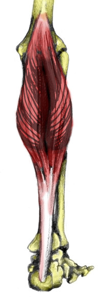 下腿三頭筋