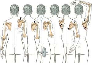 肩甲骨の動き 