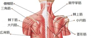 肩の周りの筋肉
