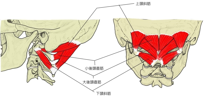 後頭下筋群