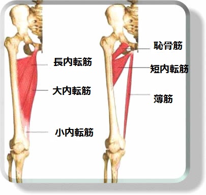 内転筋