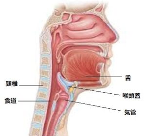 気道と頚椎