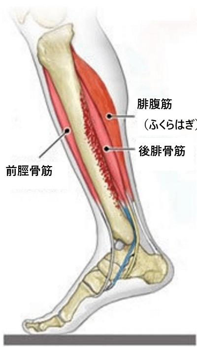 前脛骨筋と後腓骨筋